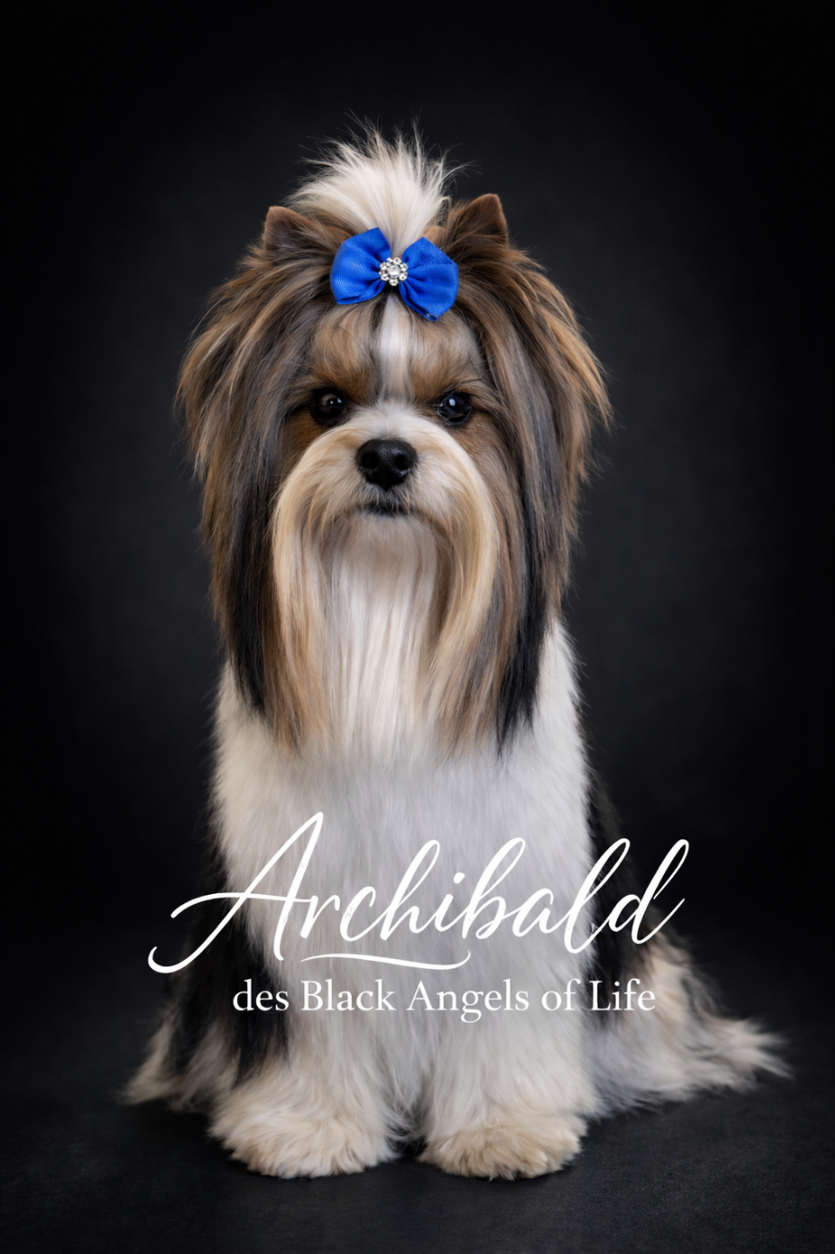 Publication : Black Of Angels Life 