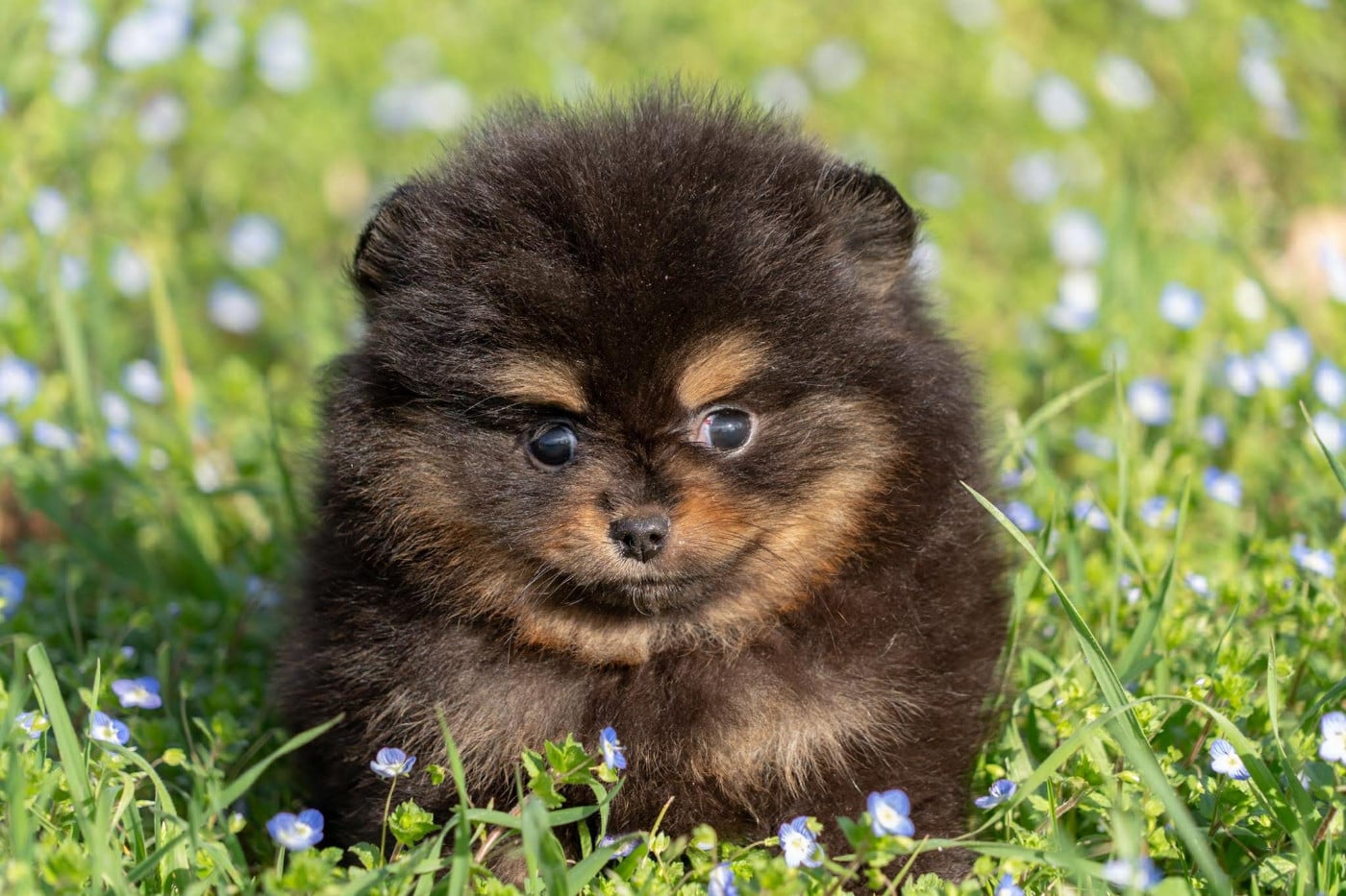 Publication : Des Jardins De Titan 