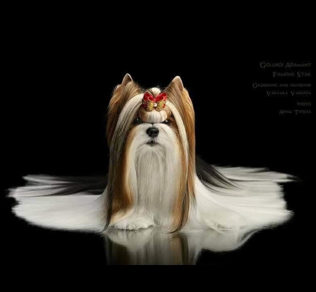 CH. goluboi adamant Famous star