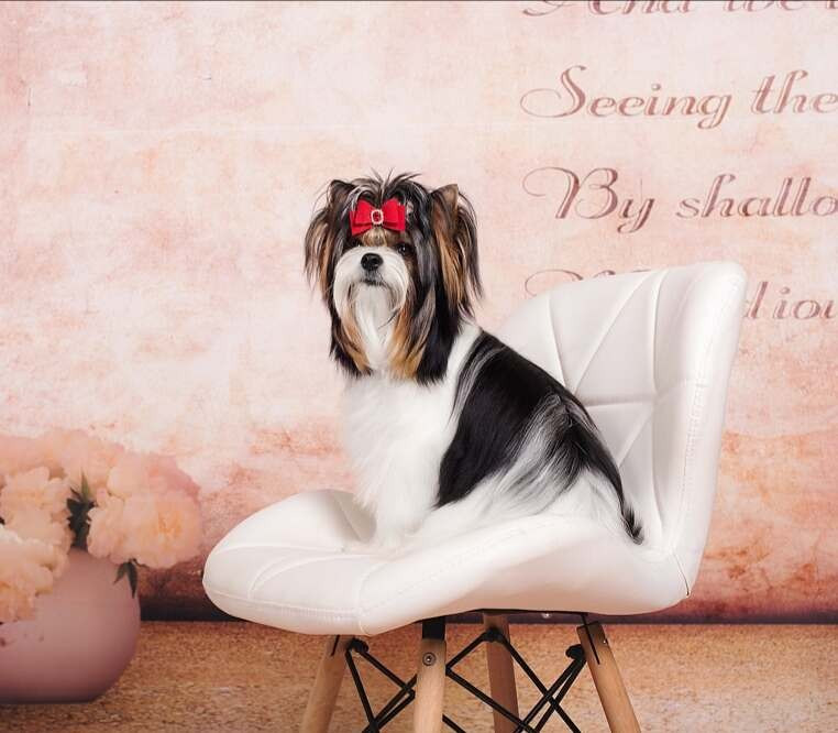 CH. gran de kuerro Nice