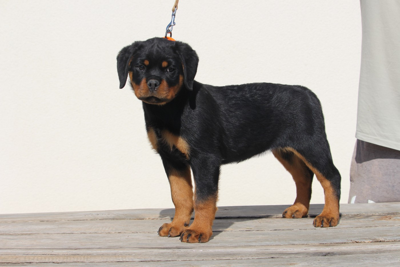 Publication : Des Ours Bourbons Auteur : Les Ours Bourbons