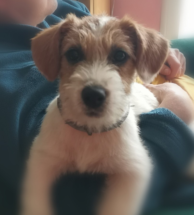 Publication : Des Adrilines d'Opale Auteur : Lepers Denis