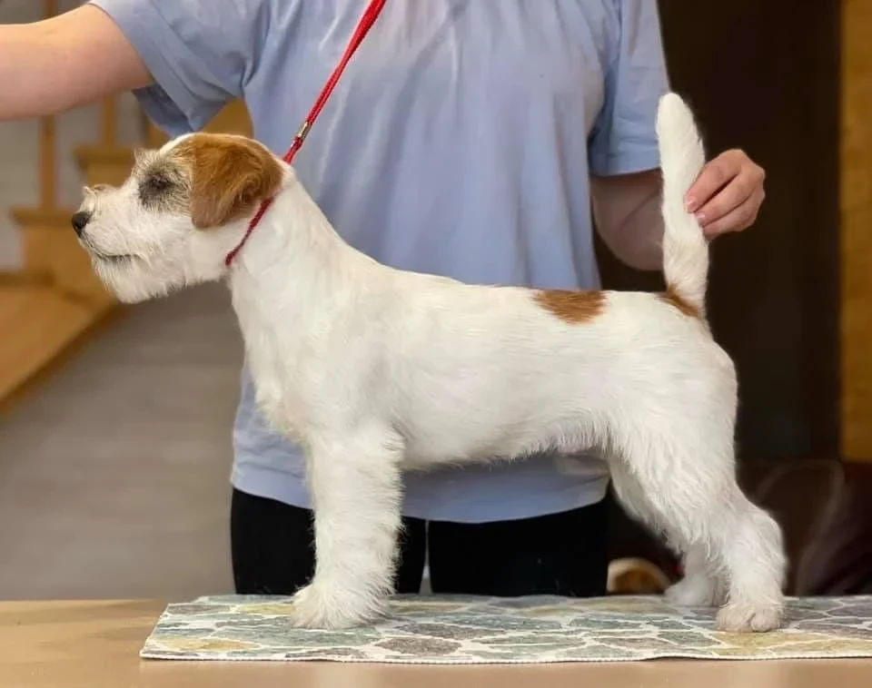 Publication : Des Adrilines d'Opale