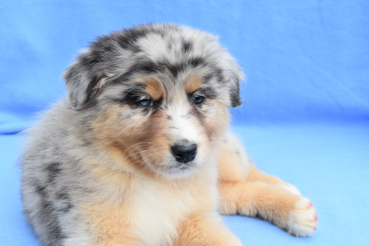 Publication : de l'elixir d'amour