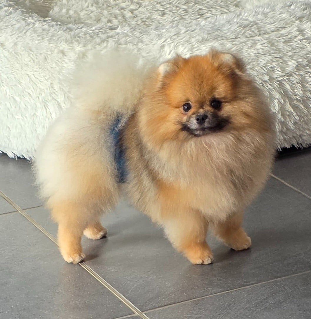 Publication : Du Domaine Angel Stars 