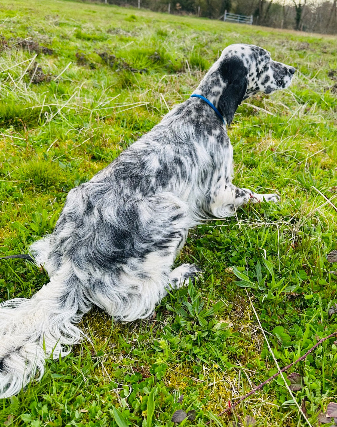 Publication : Du Chenil De Pépon 