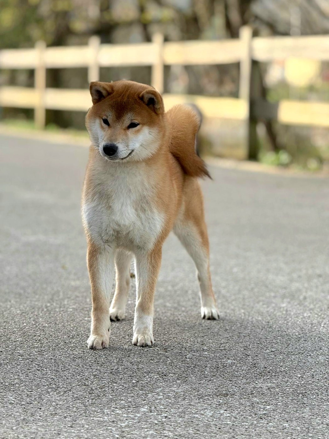 Publication : Go Yume No Sekai 