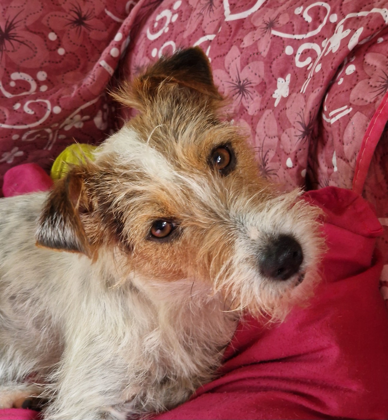 Publication : De la tribu de kitchi Auteur : De La Tribu De Kitchi