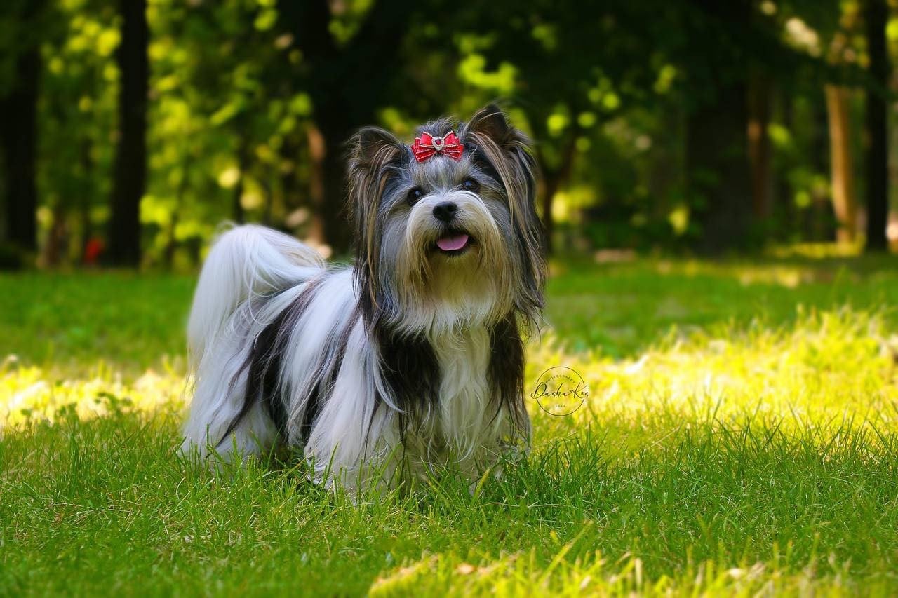 Prada stars Of ekaterinoslav