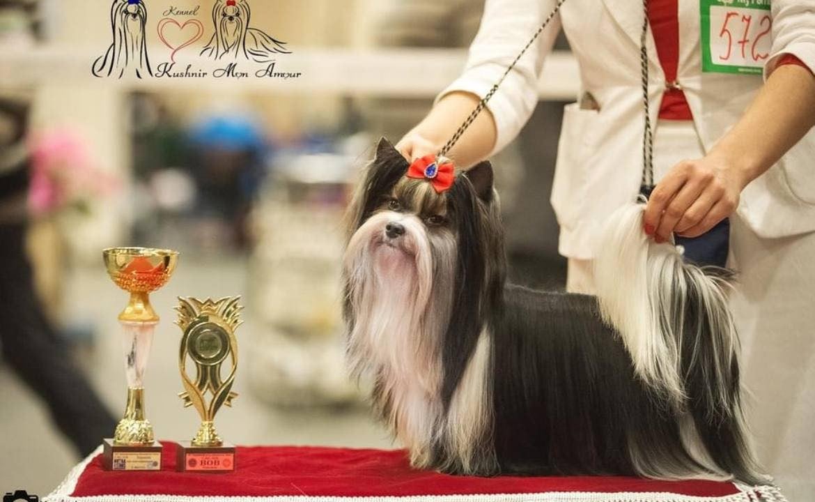 tsarskaya Uteha larchi