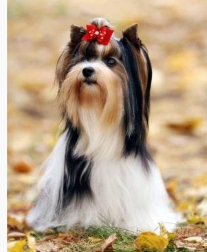 gran de kuerro Liza rey