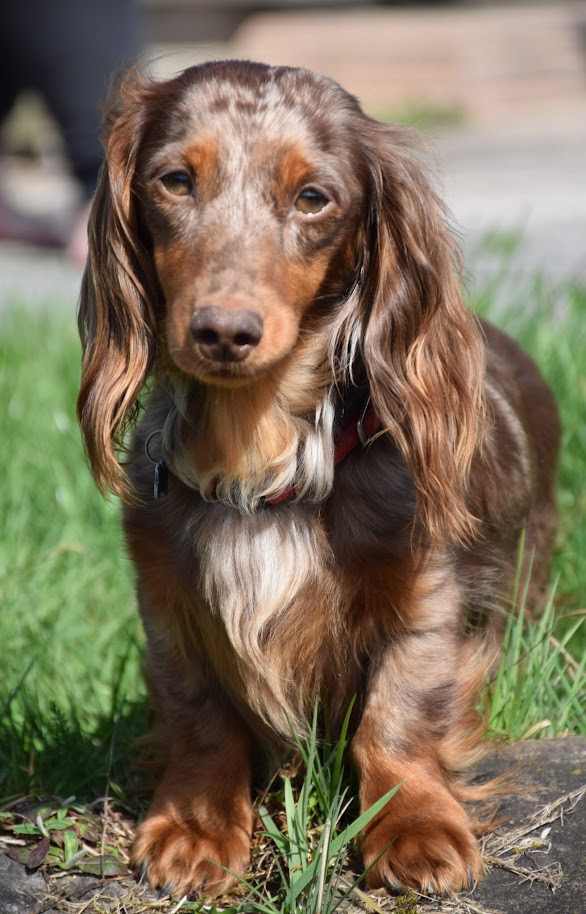 Publication : Du Mont Des Jonquilles Auteur : nathalie