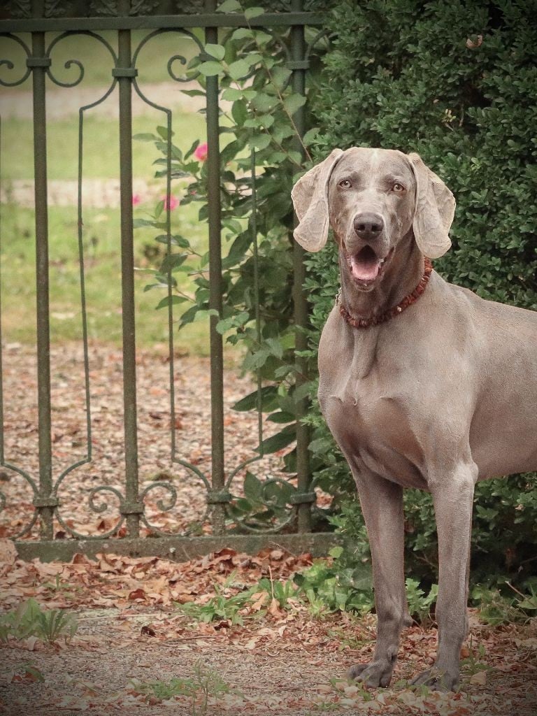 CH. Nemrod von silberweiss jager