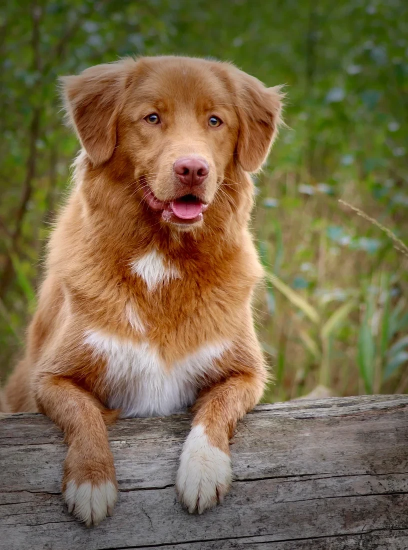 CH. Up In The Field Uchu Of Chicquera's Crown