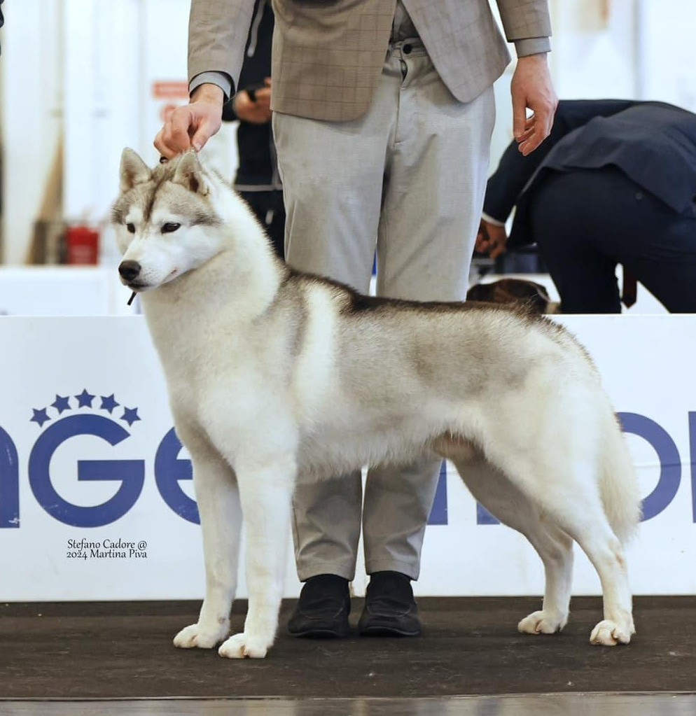 Publication : Nookilik's 