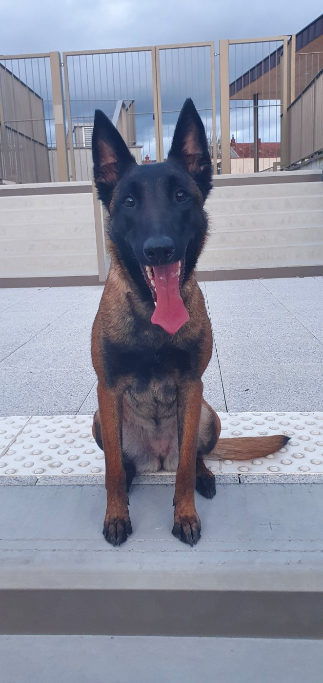 Publication : Du Domaine Des Loups De Jad 