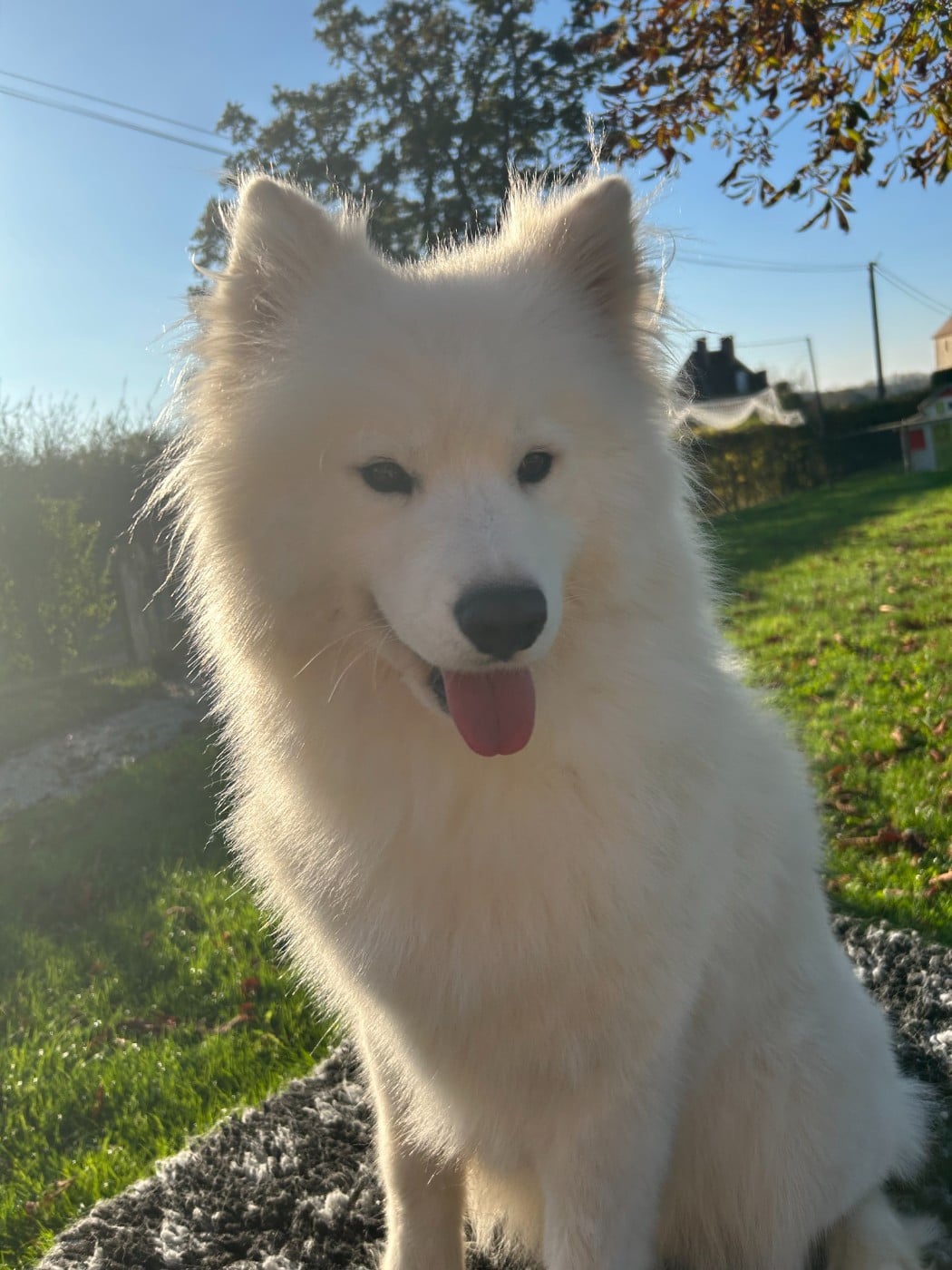 Publication : Des P’tits Loulous Du Pin 