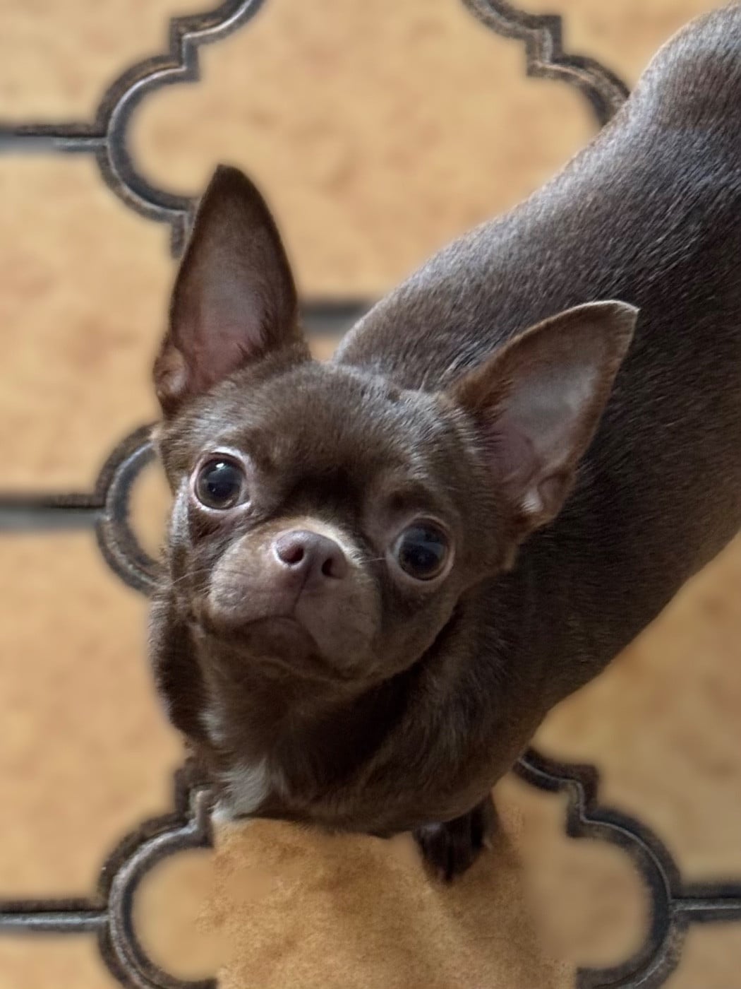 Publication : Des Anges De Luna