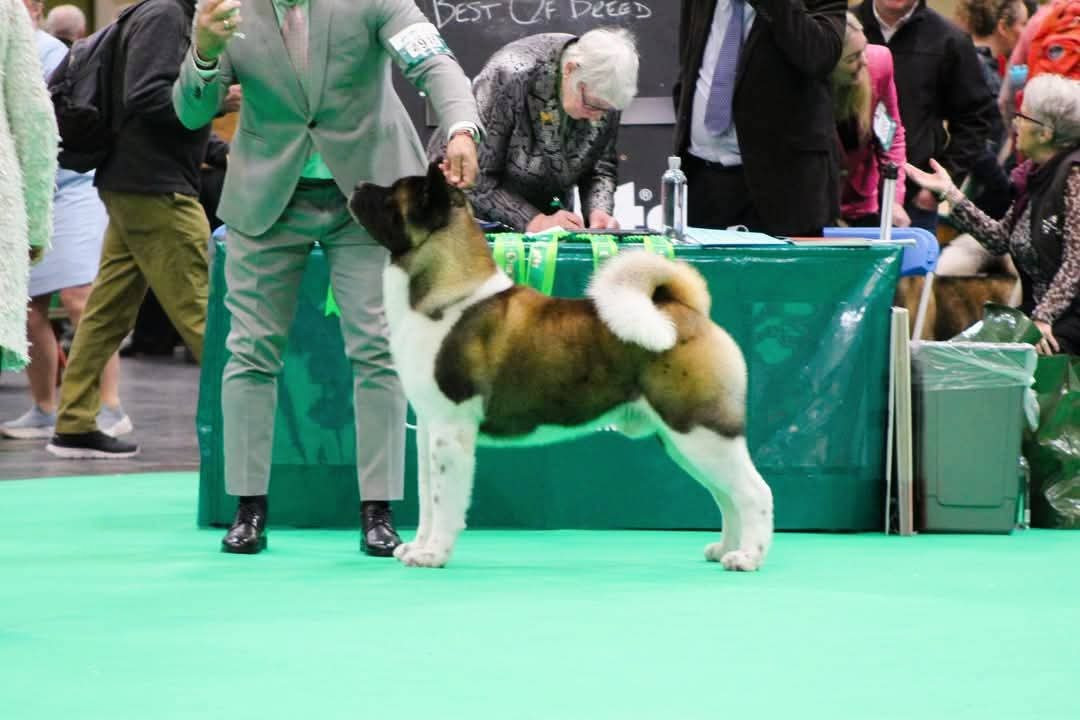 CH. ruthdales Born to be legend