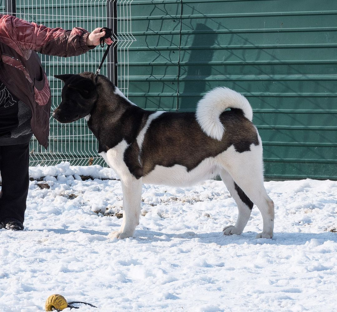 Panda wild treasure pearl river