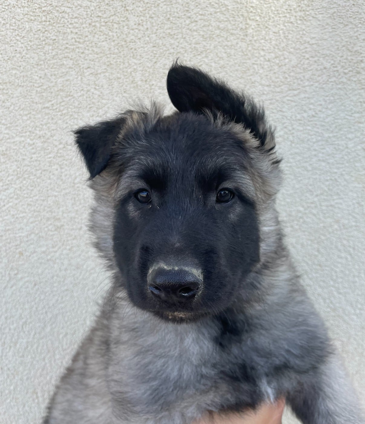 Publication : De La Foret Noir Et Feu 