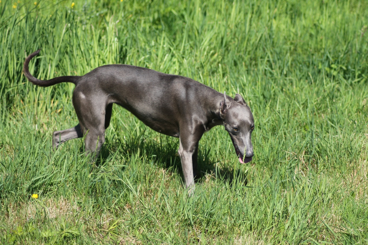 Publication : Du Frison Impérial Auteur : FRISON IMPÉRIAL FRANCE