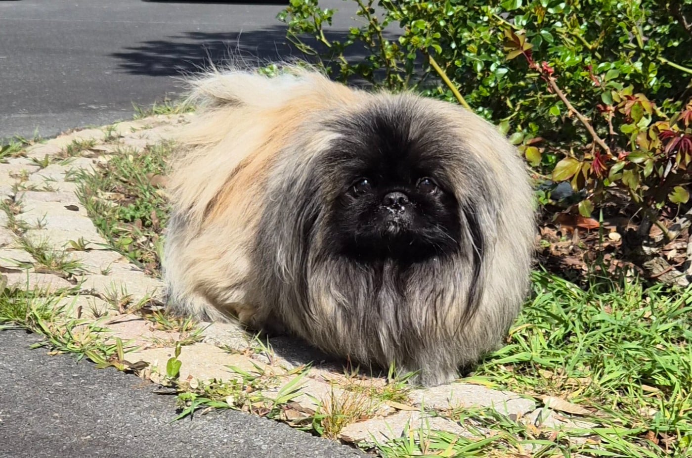 Publication : J M's Vagab Auteur : CLEENEWERCK Brigitte