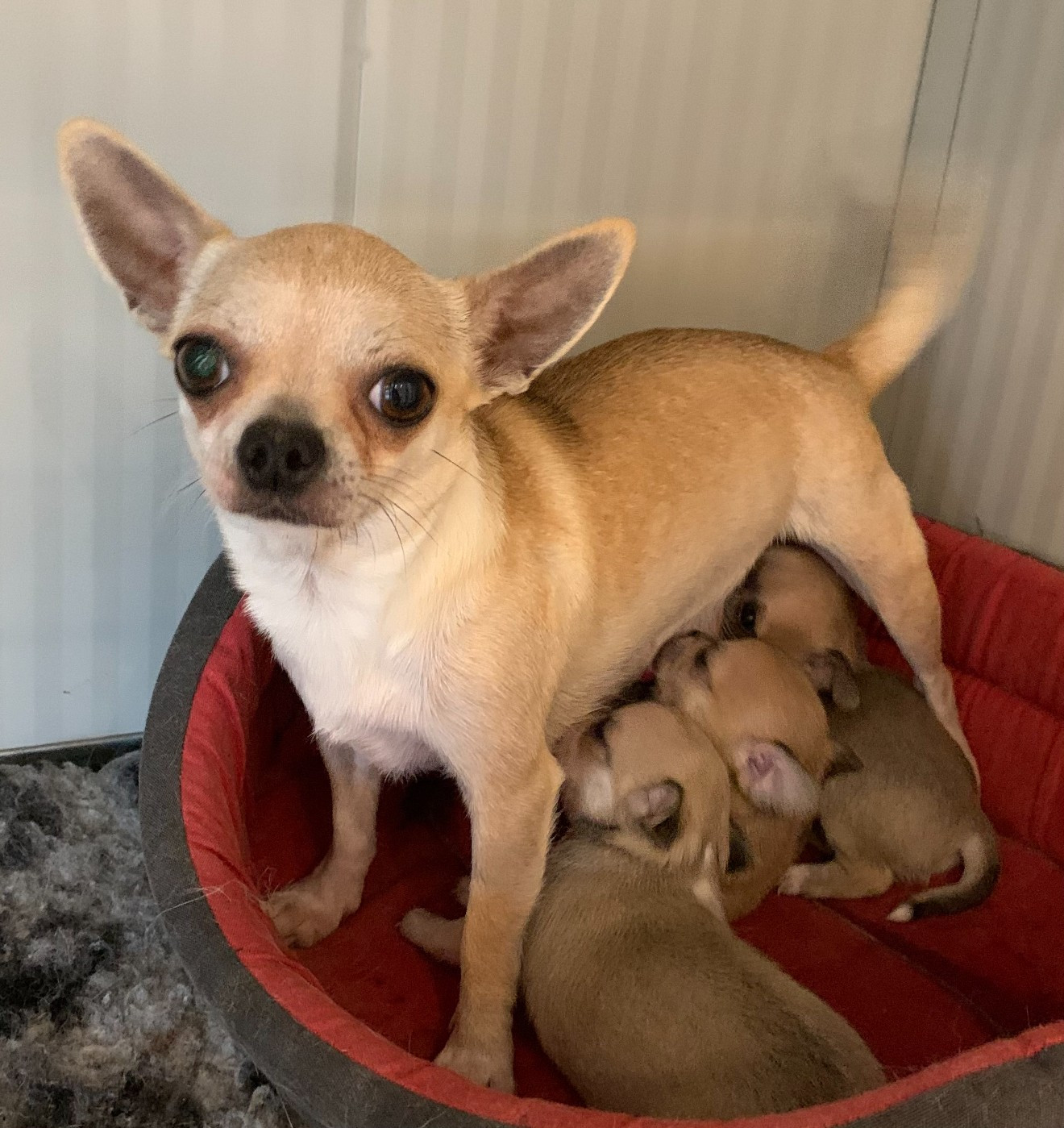 Publication : Des Etoiles De Nice Auteur : Mme REAUBOURG Catherine