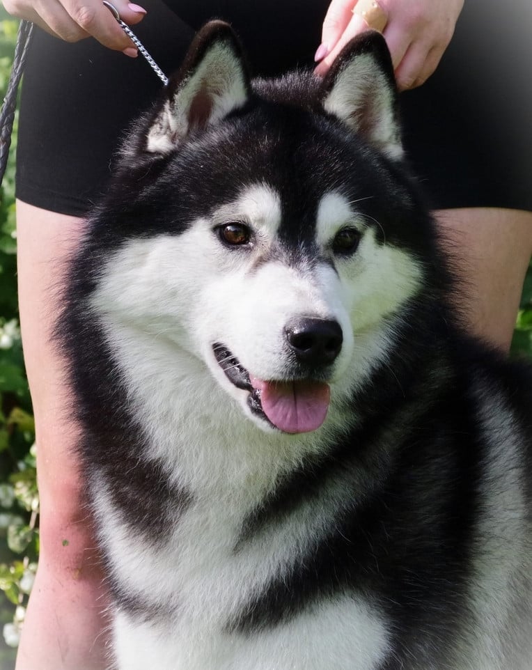 Publication : Flower Of Tenebrae 