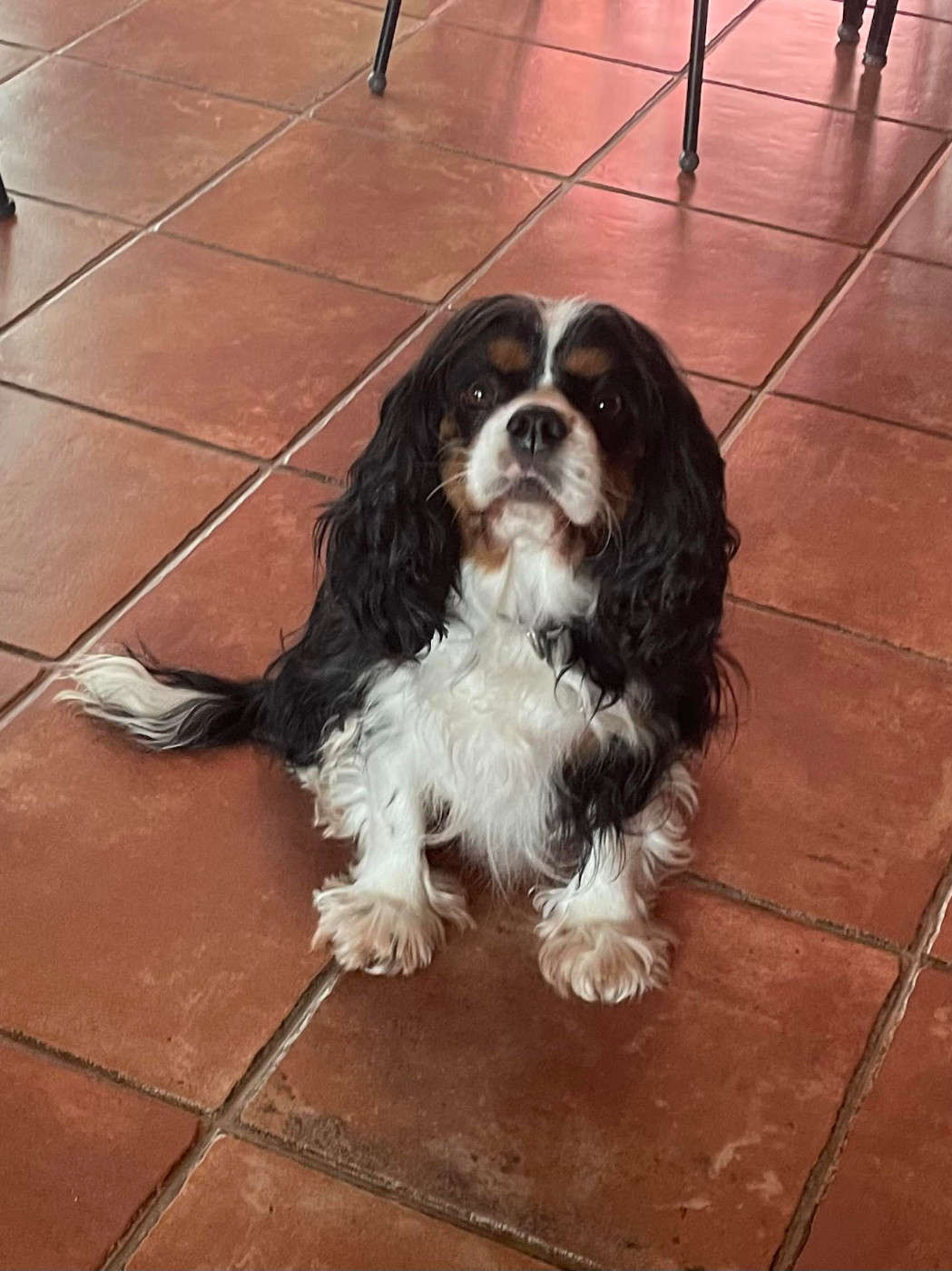 Publication : ô Zoo De Matisse 