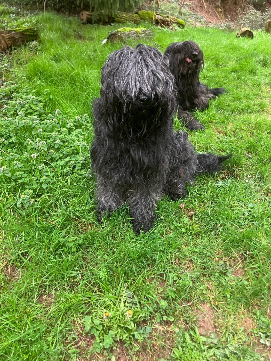 Publication : Des Feuilles Bleues