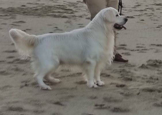 Publication : Diams Black 