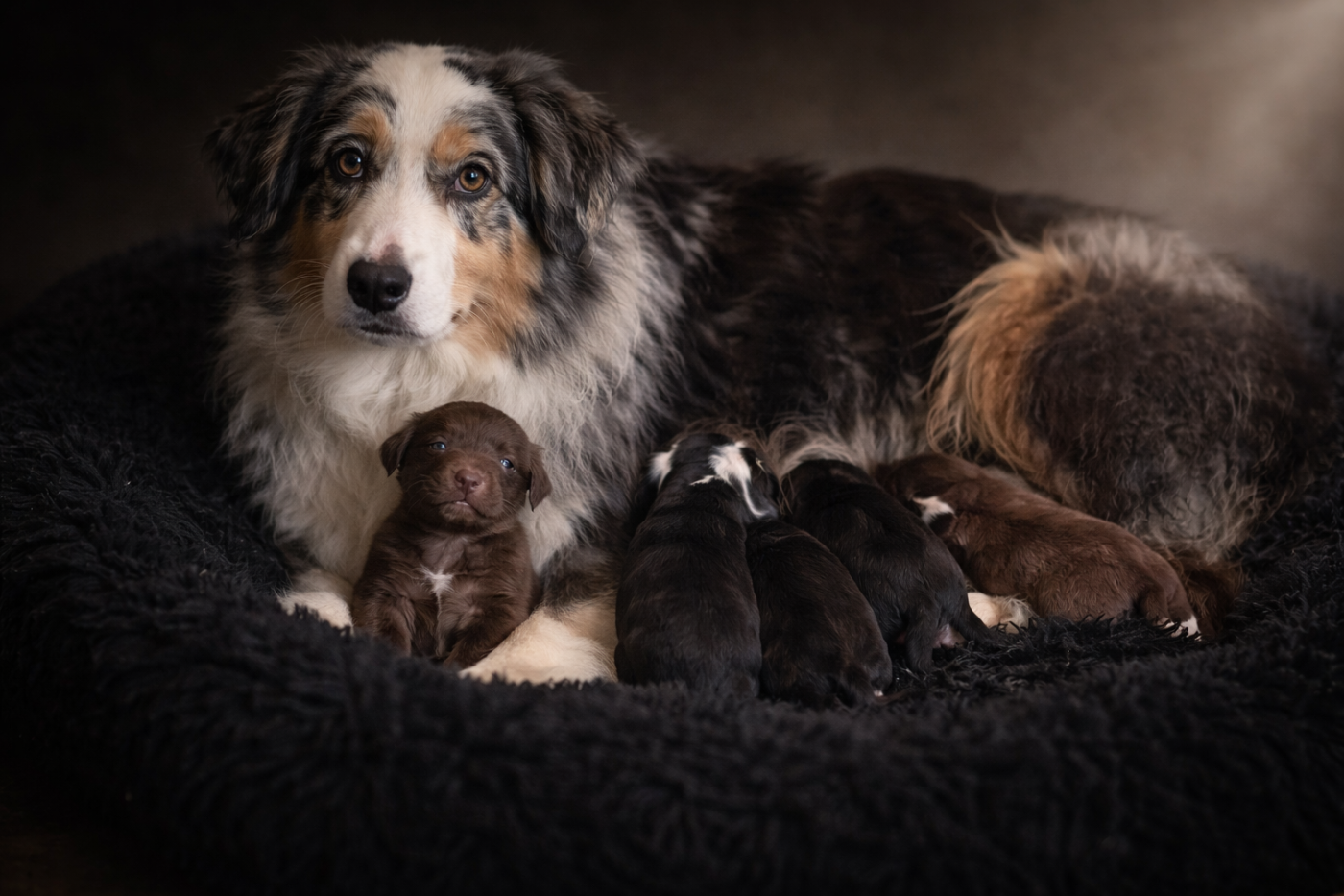 Publication : De La Légende De Gafy 