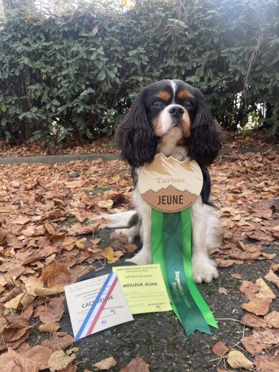 Publication : Des Flancs De La Rhune 