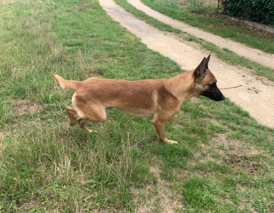 Publication : Du blason à croix d'argent Auteur : Galy Ludovic