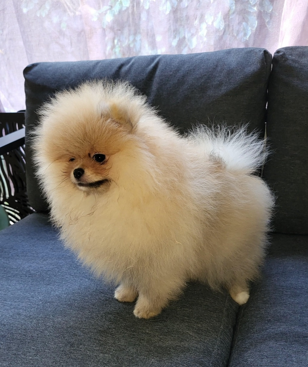 Publication : Kalivae's Stafford 