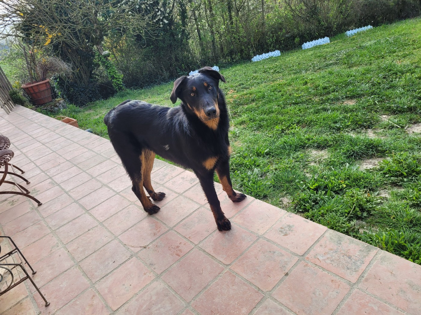 Publication : du bosquet Guillaume Auteur : Didier Duez