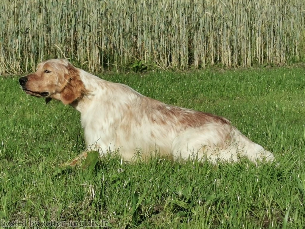 Publication : Du Long Bec D'enchanet 