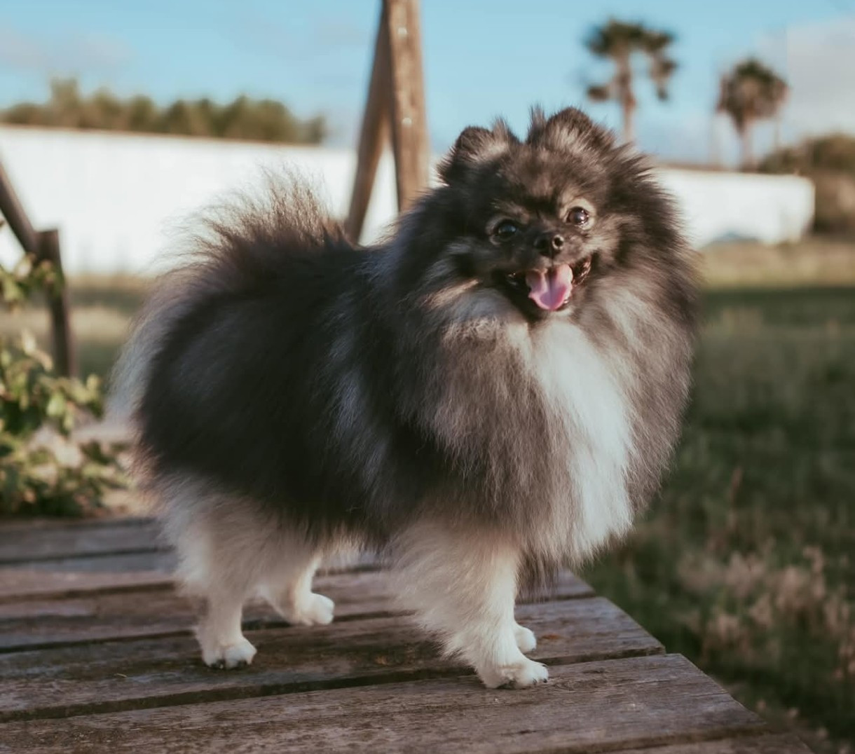 Publication : des Mascottes de Haute-Nauve 