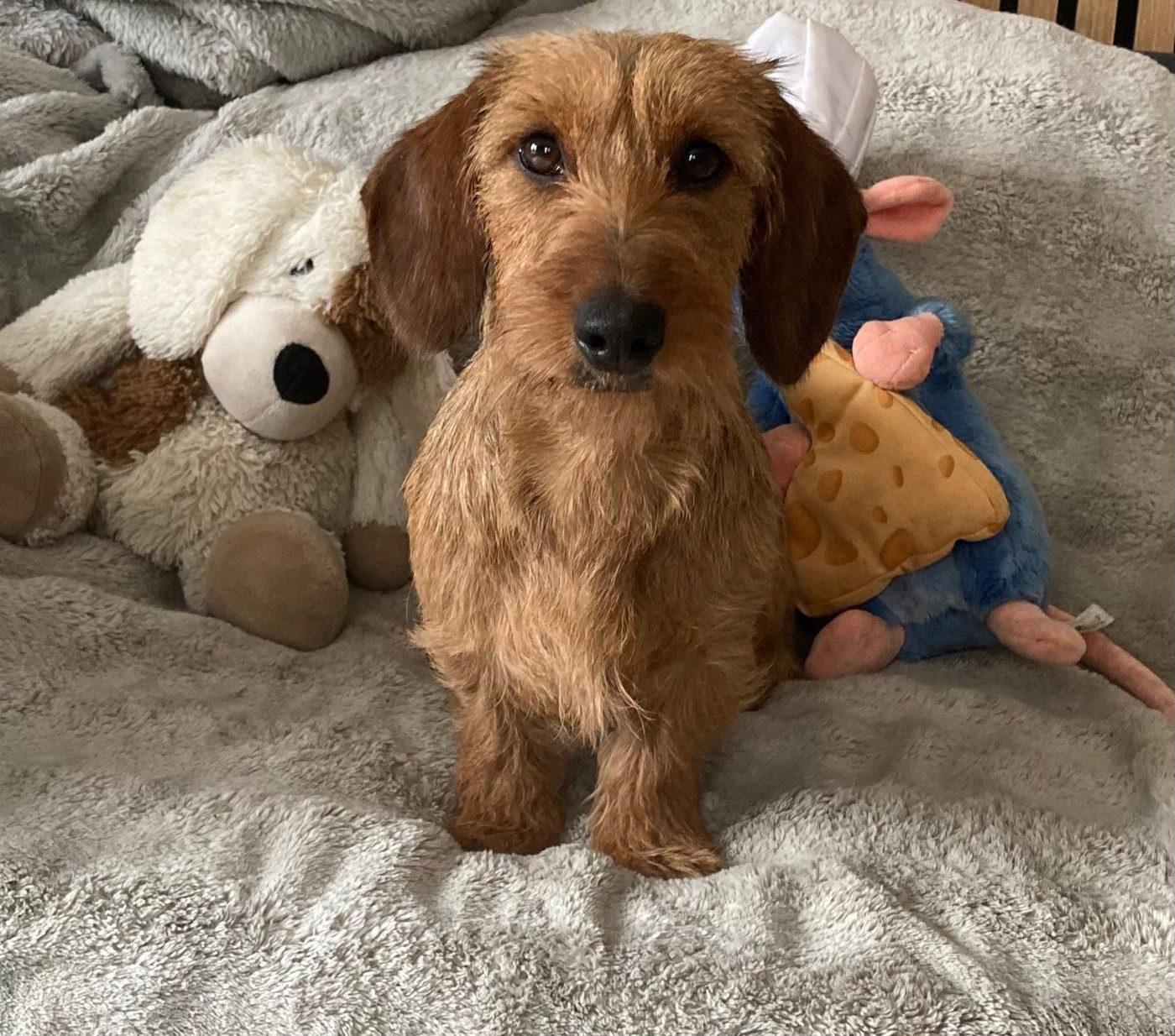 Publication : Des Terres De La Meouge Auteur : Anouchka KRIVOFF