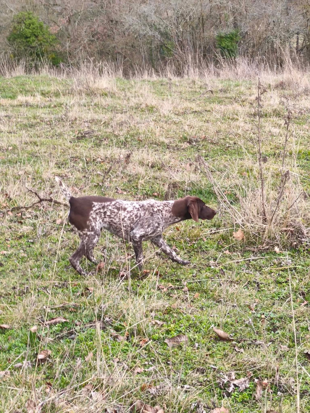 Publication : De La Dernière Harde De Sologne 