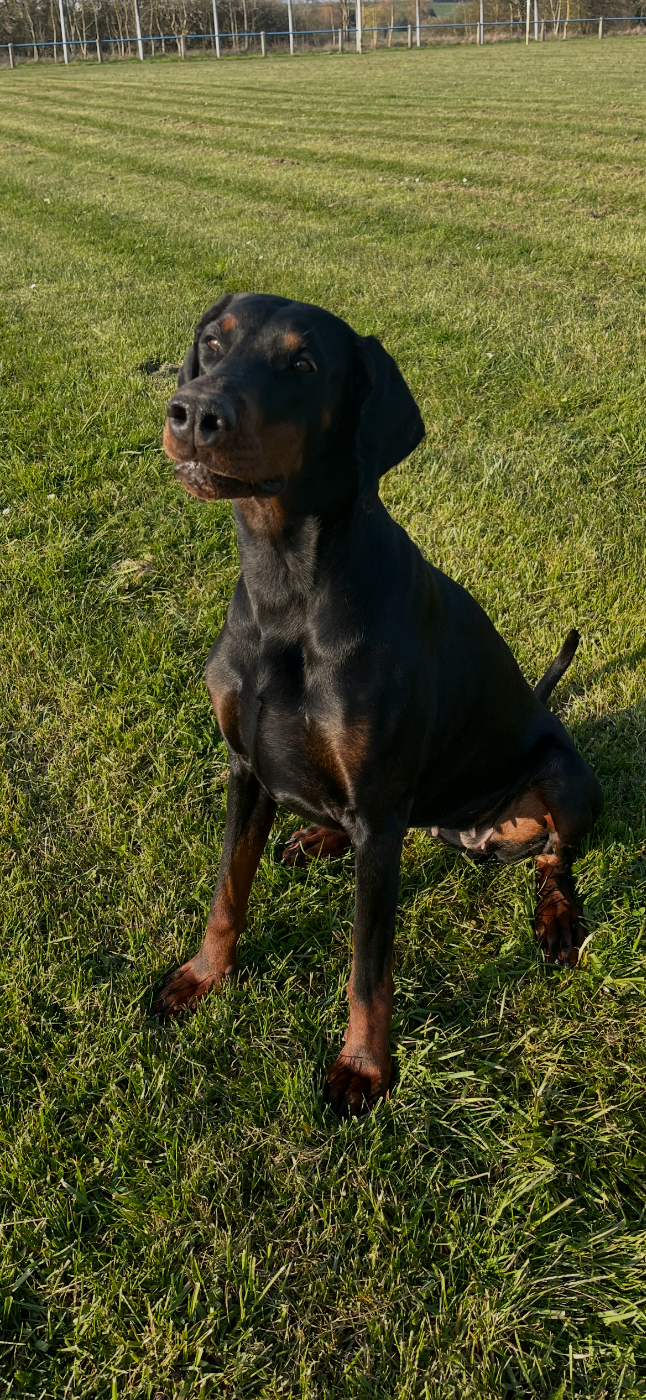 Publication : el casella pandora Auteur : Sab