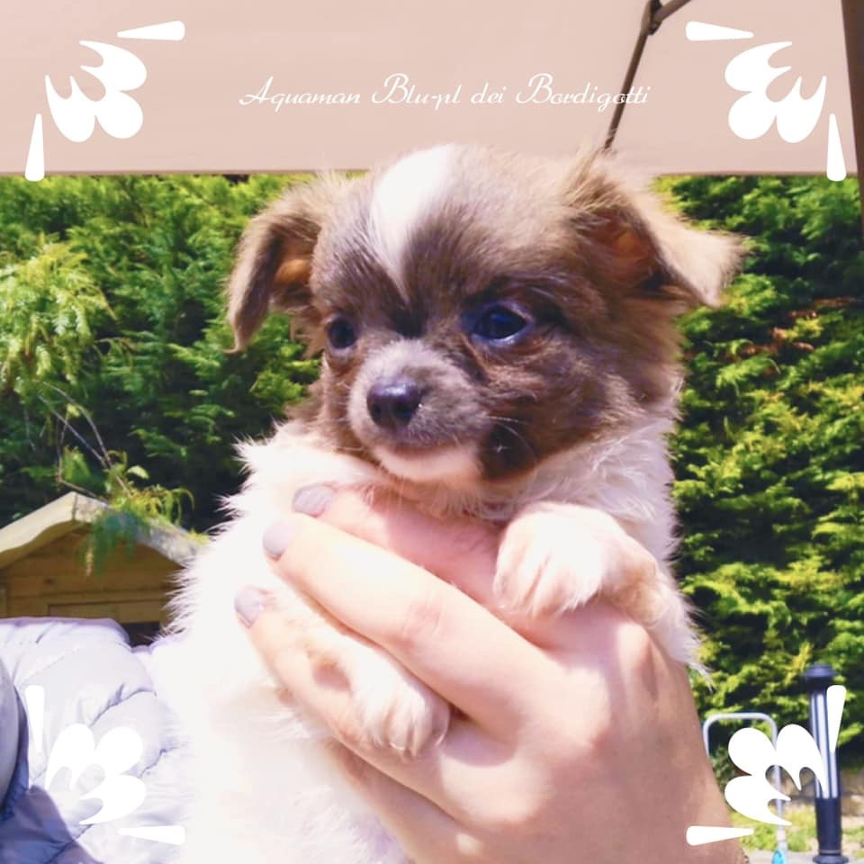 Publication : Dei Bordigotti 