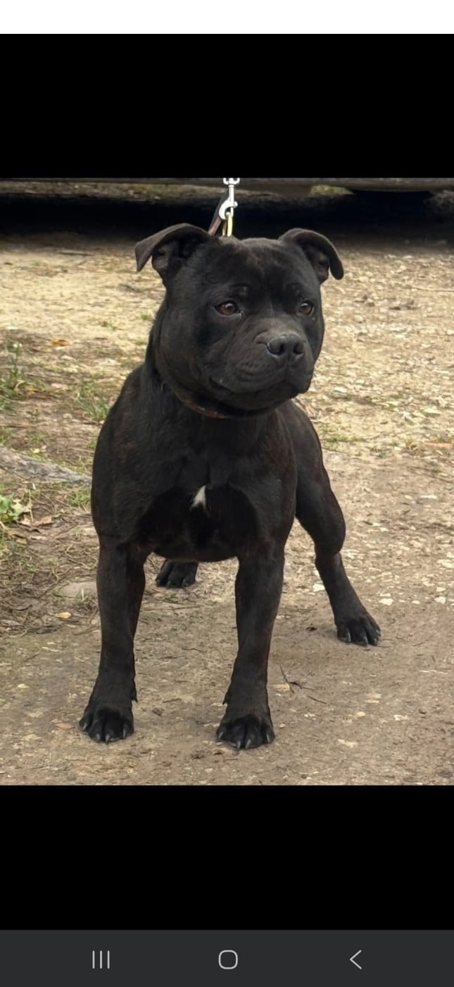 union cane Des Ha-lyzés D'Arelate