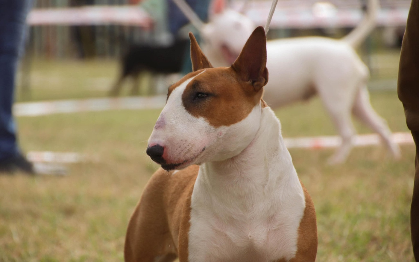 Publication : chuckson's 