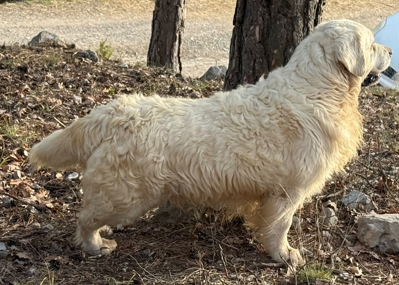 Publication : du Château de l'Amour
