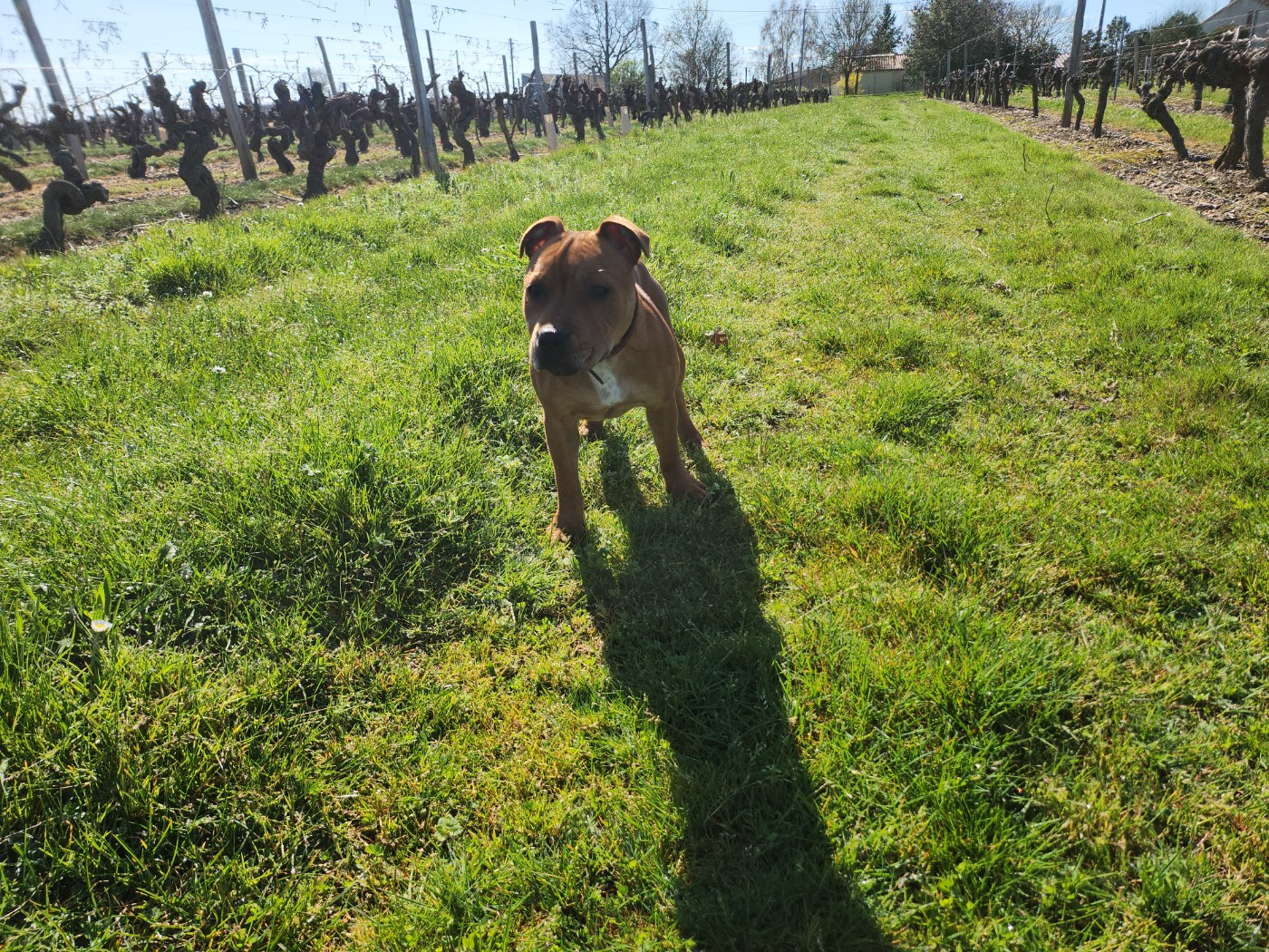 Publication : (Sans Affixe) 