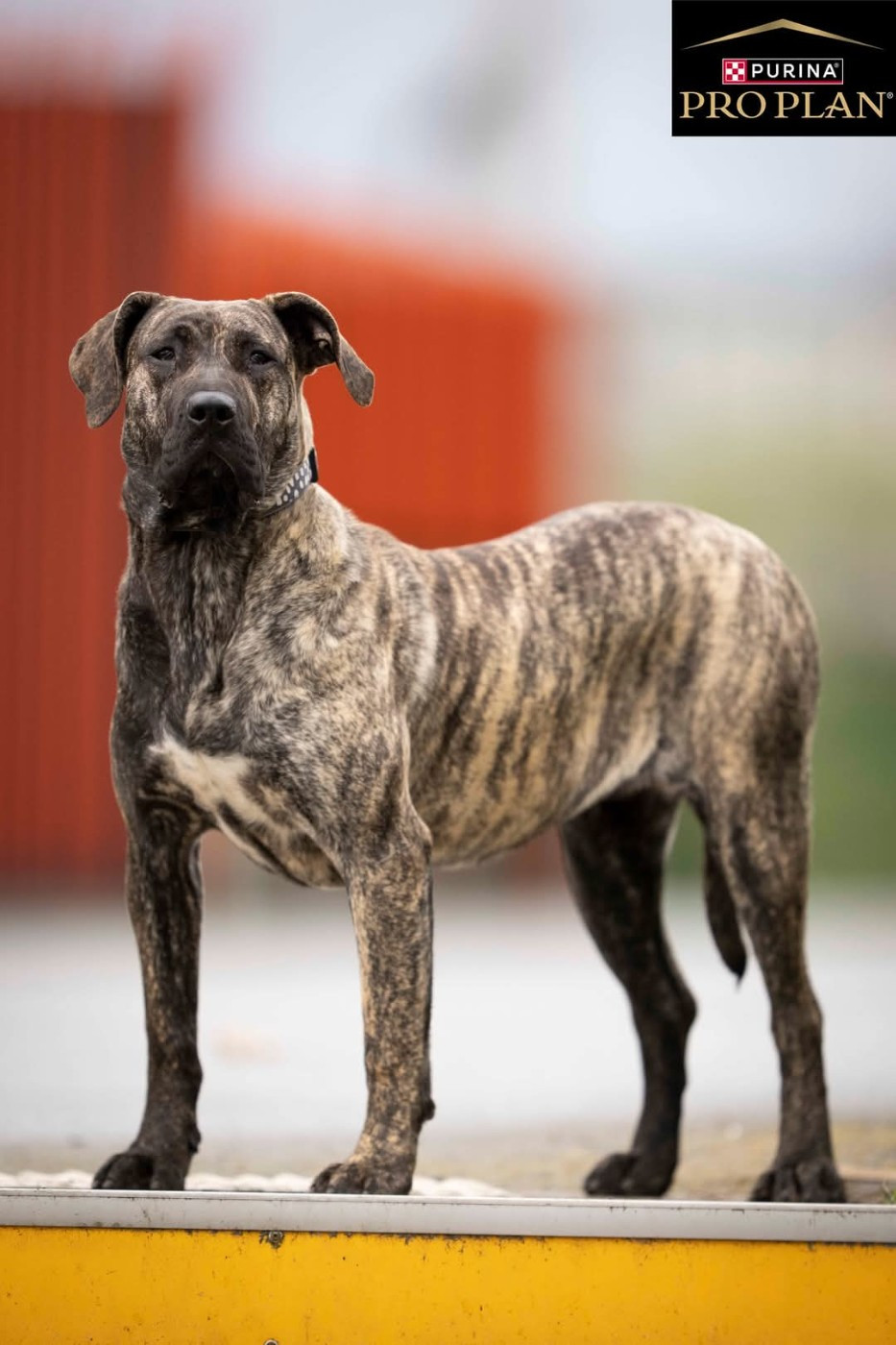 Publication : Du Lor'molosses 