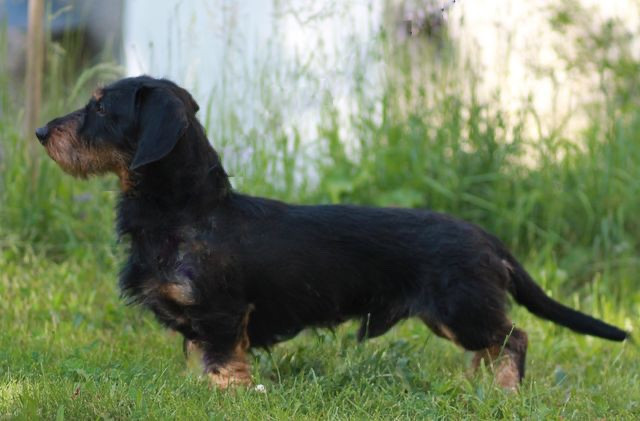 Lausbub vom tannenhof