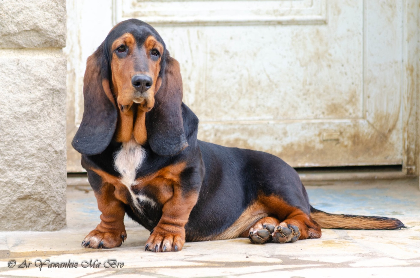 Publication : Des Iles Aux Falaises 